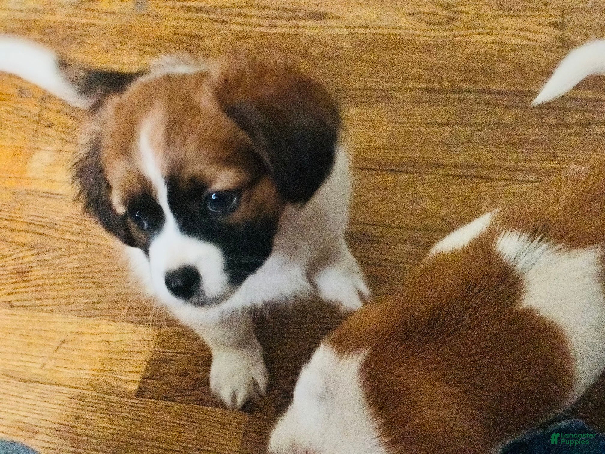 Mixed Breed dogs Mixed Breed 1 - Ad 23