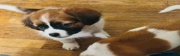 Mixed Breed dogs for sale: Mixed Breed 1 - Ad 1