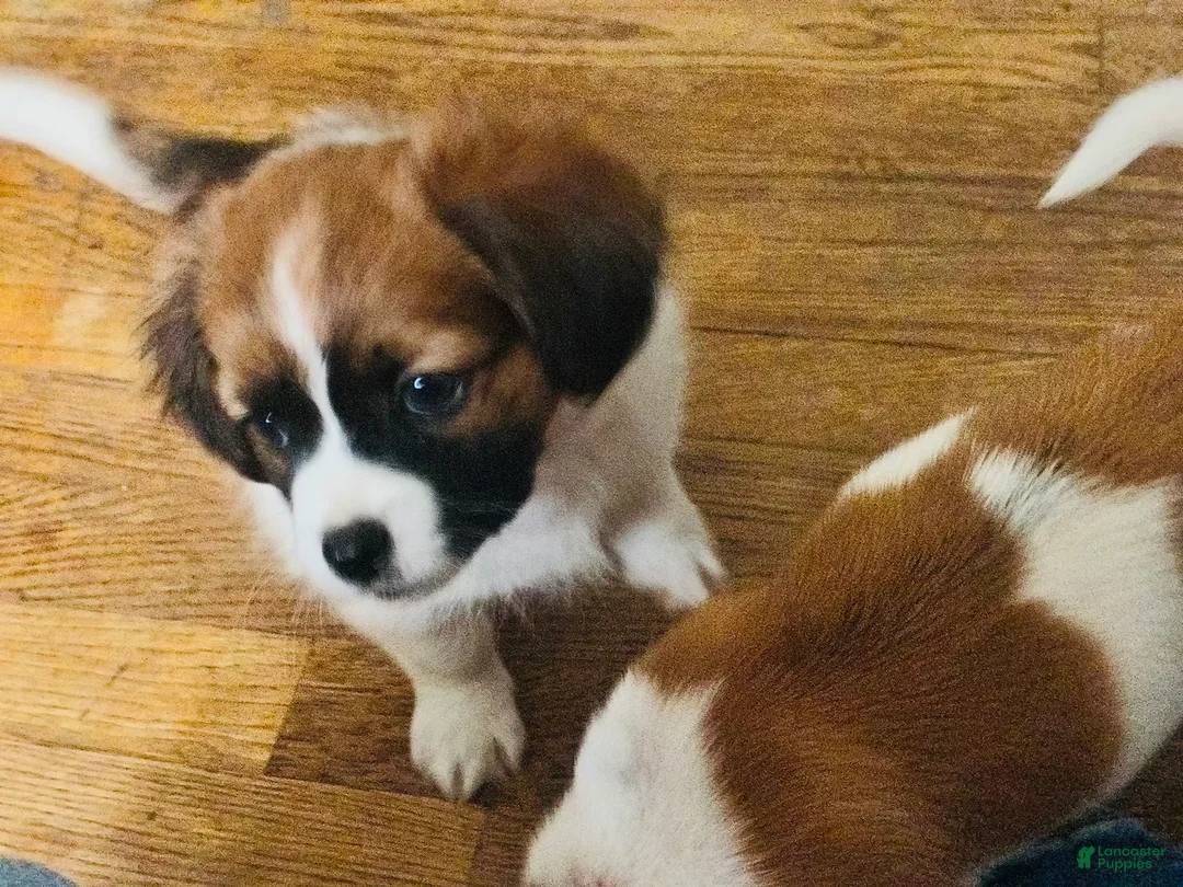 Mixed Breed dogs for sale: Mixed Breed 1 - Ad 1