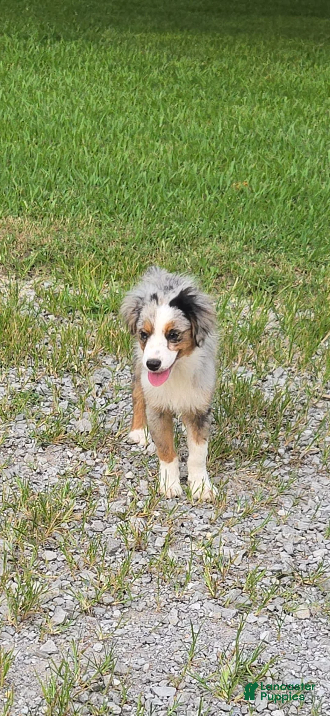 Toy Australian Shepherd dogs for sale: Toy Australian Shepherd 1 - Ad 5