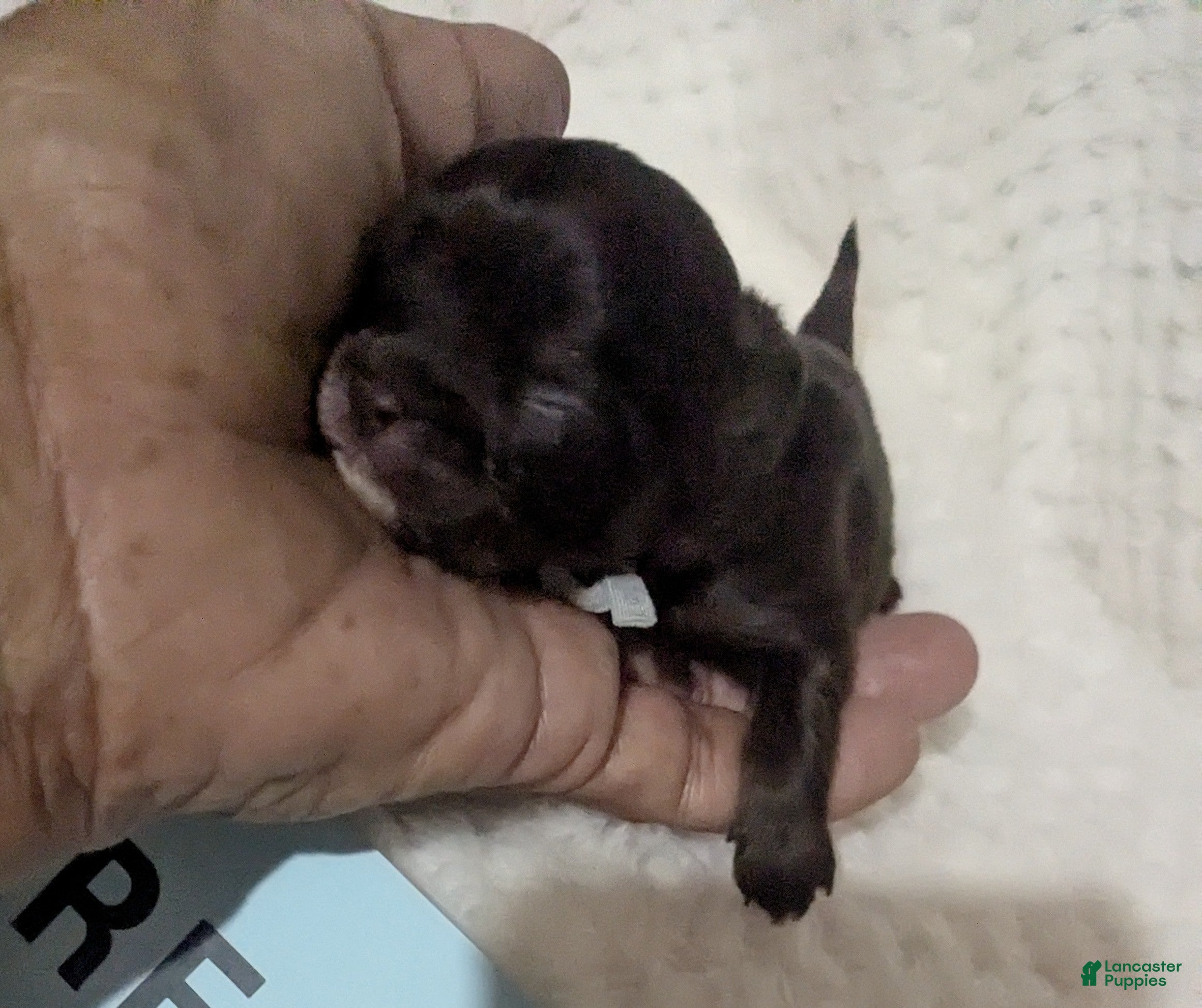 Chihuahua dogs Reese LC  Male  - Ad 16