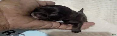 Reese LC  Male 