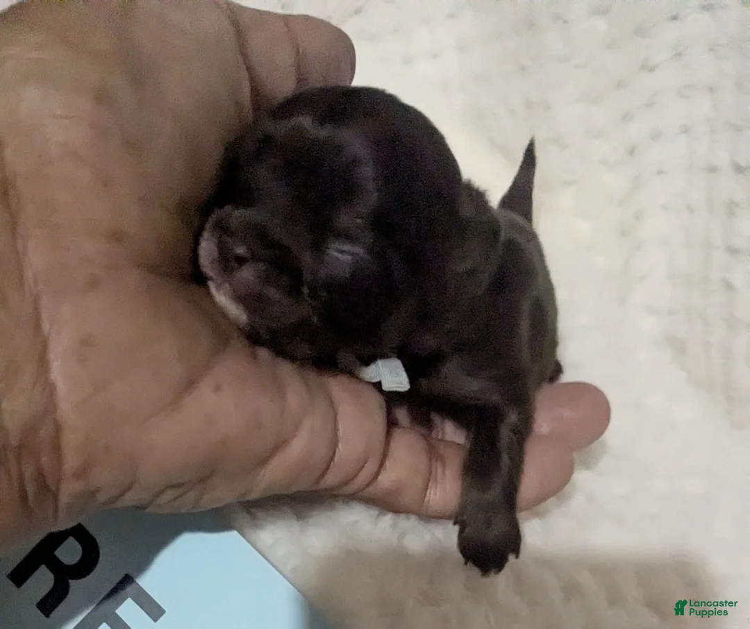 Chihuahua dogs for sale: Reese LC  Male  - Ad 1