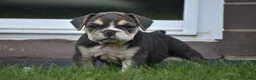 Beabull dogs for sale: Gigi - Ad 7