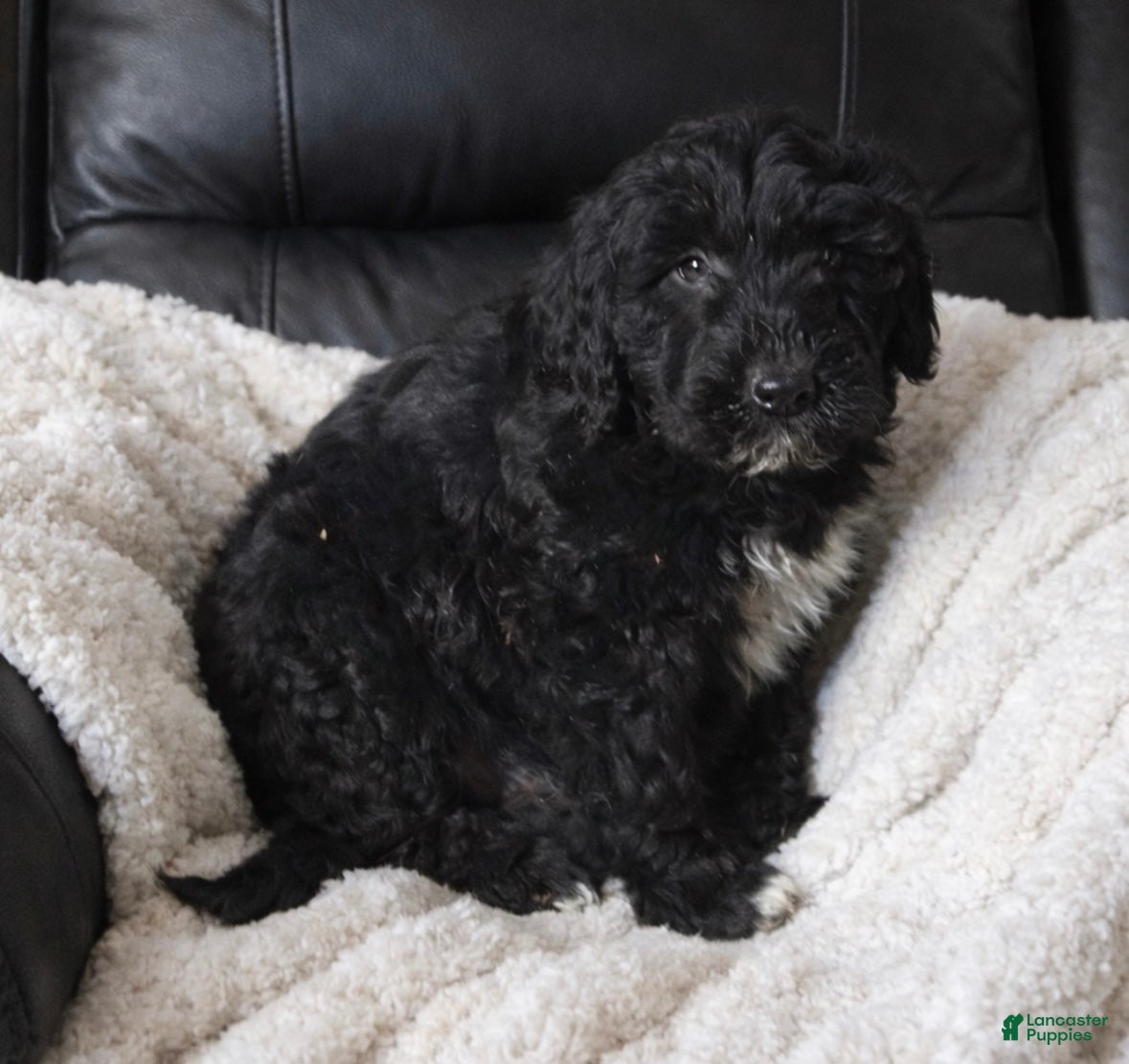 Toy Poodle dogs Tucker  - Ad 1