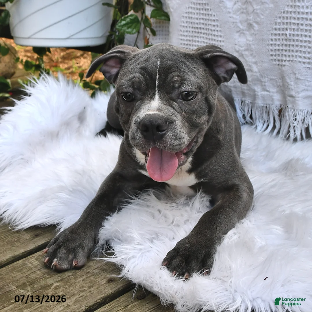 Frenchton dogs for sale: Rufus - Ad 2