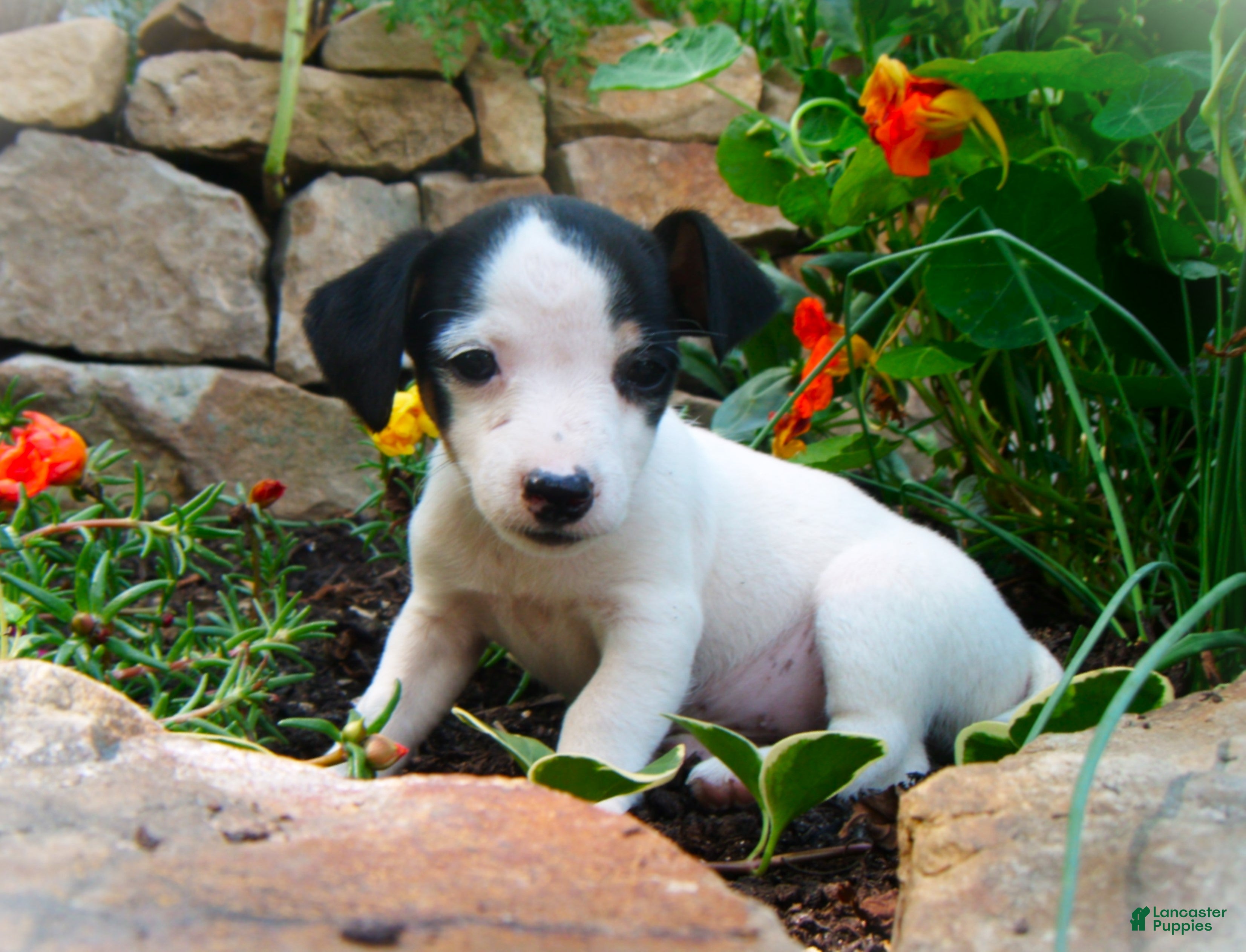 Jack Russell Terrier dogs Caddie - Ad 5