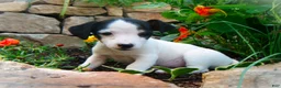 Jack Russell Terrier dogs for sale: Caddie - Ad 1