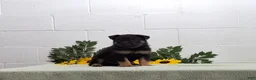 German Shepherd dogs for sale: Hero - Ad 2