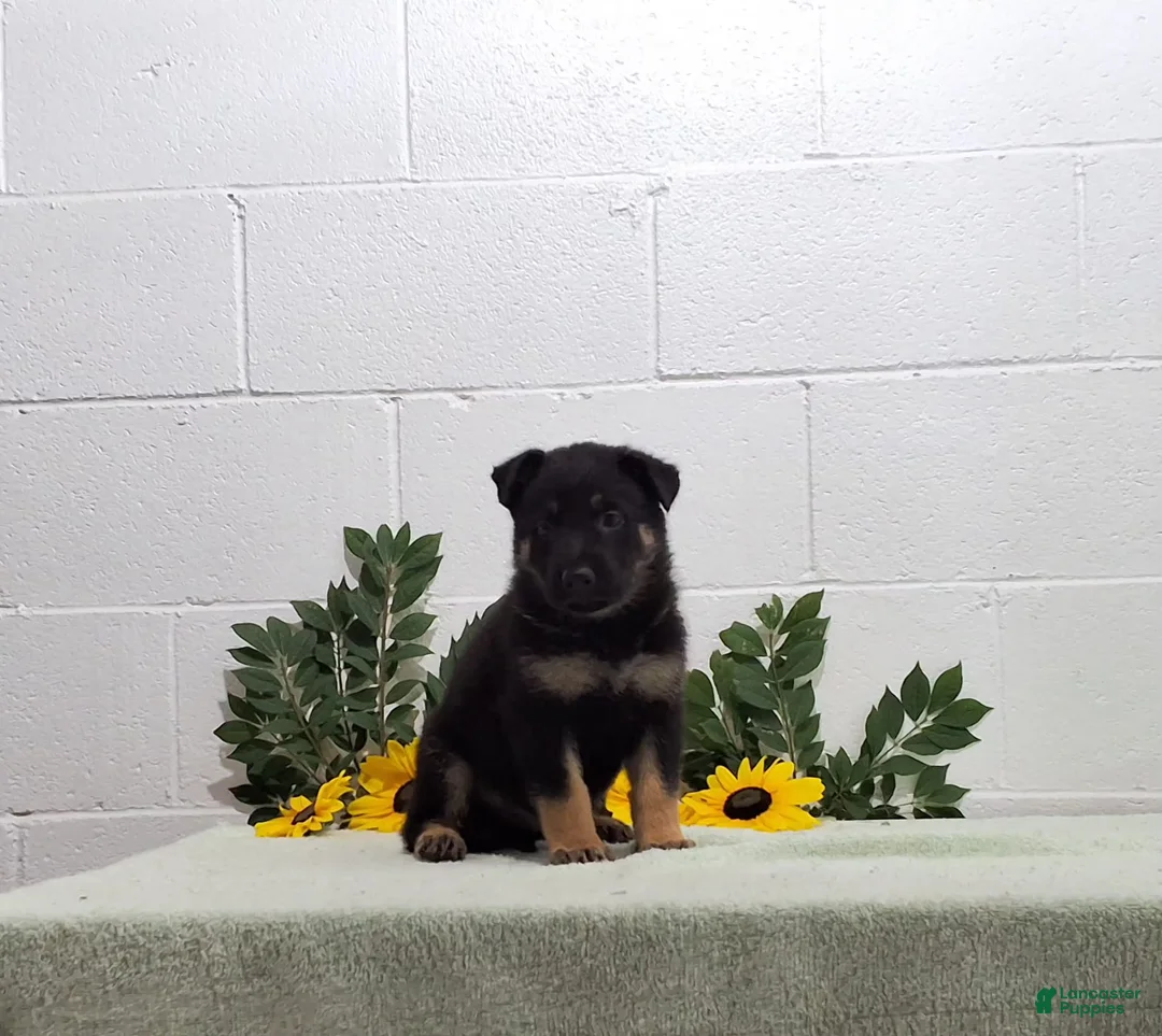 German Shepherd dogs for sale: Hero - Ad 2