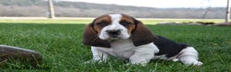 Basset Hound dogs for sale: Patrick - Ad 2