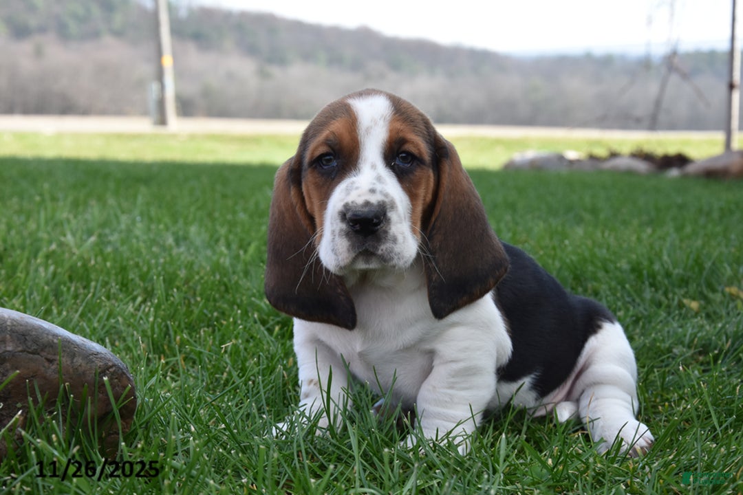 Basset Hound dogs for sale: Patrick - Ad 2