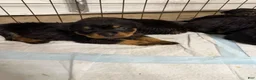 Rottweiler dogs for sale: Rottweiler Puppy 7 - Ad 27