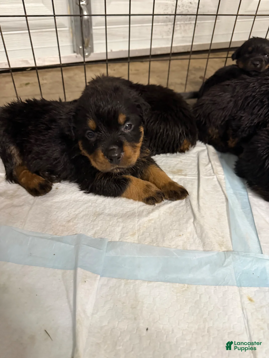 Rottweiler dogs for sale: Rottweiler Puppy 7 - Ad 27