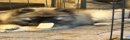 Keeshond dogs for sale: Bear - Ad 2