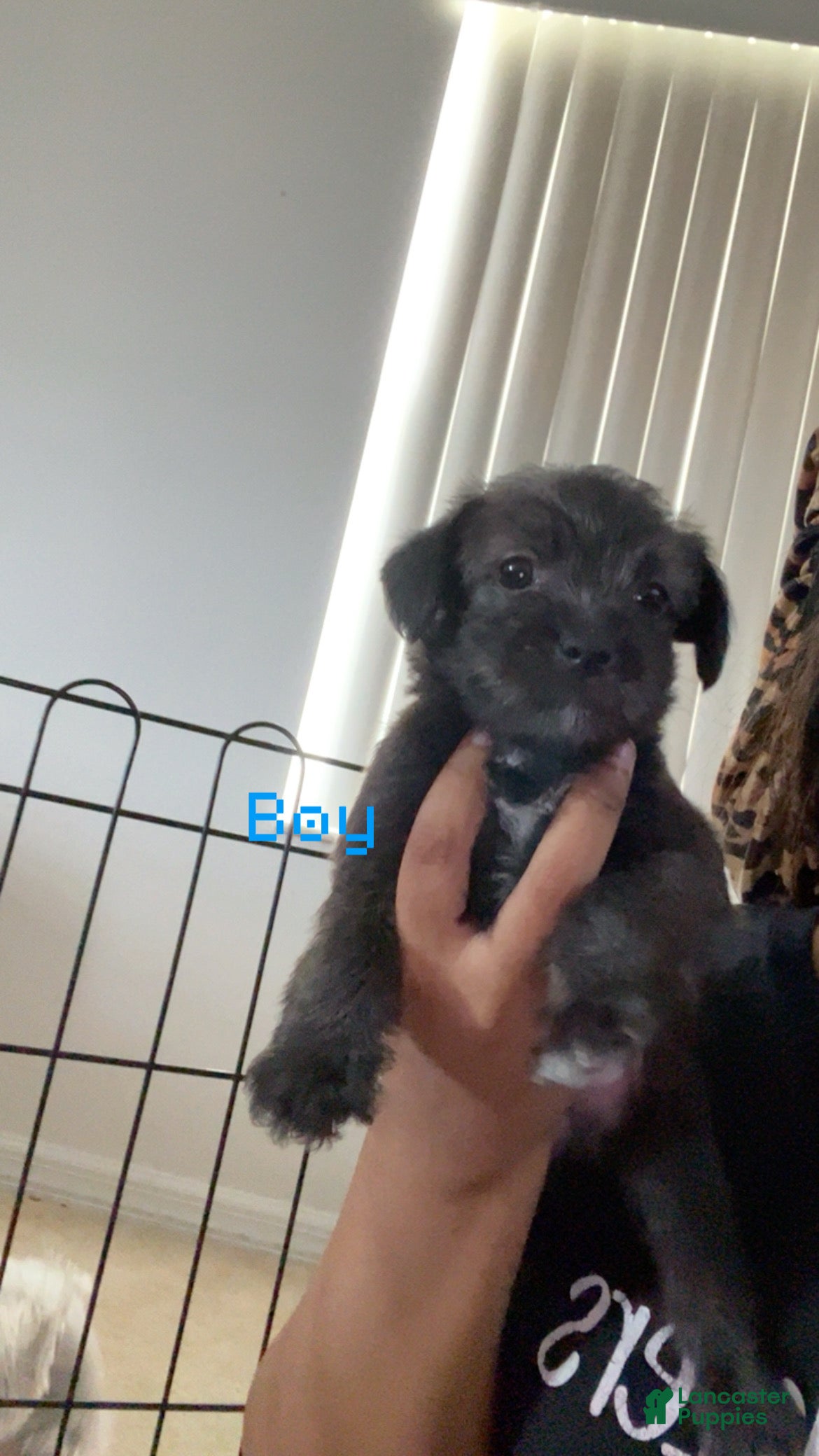 Shihpoo dogs Shihpoo 2 - Ad 25