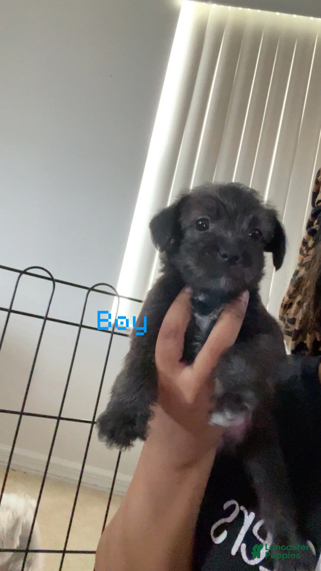 Shihpoo dogs for sale: Shihpoo 2 - Ad 1