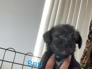 Shihpoo dogs Shihpoo 2 - Ad 25