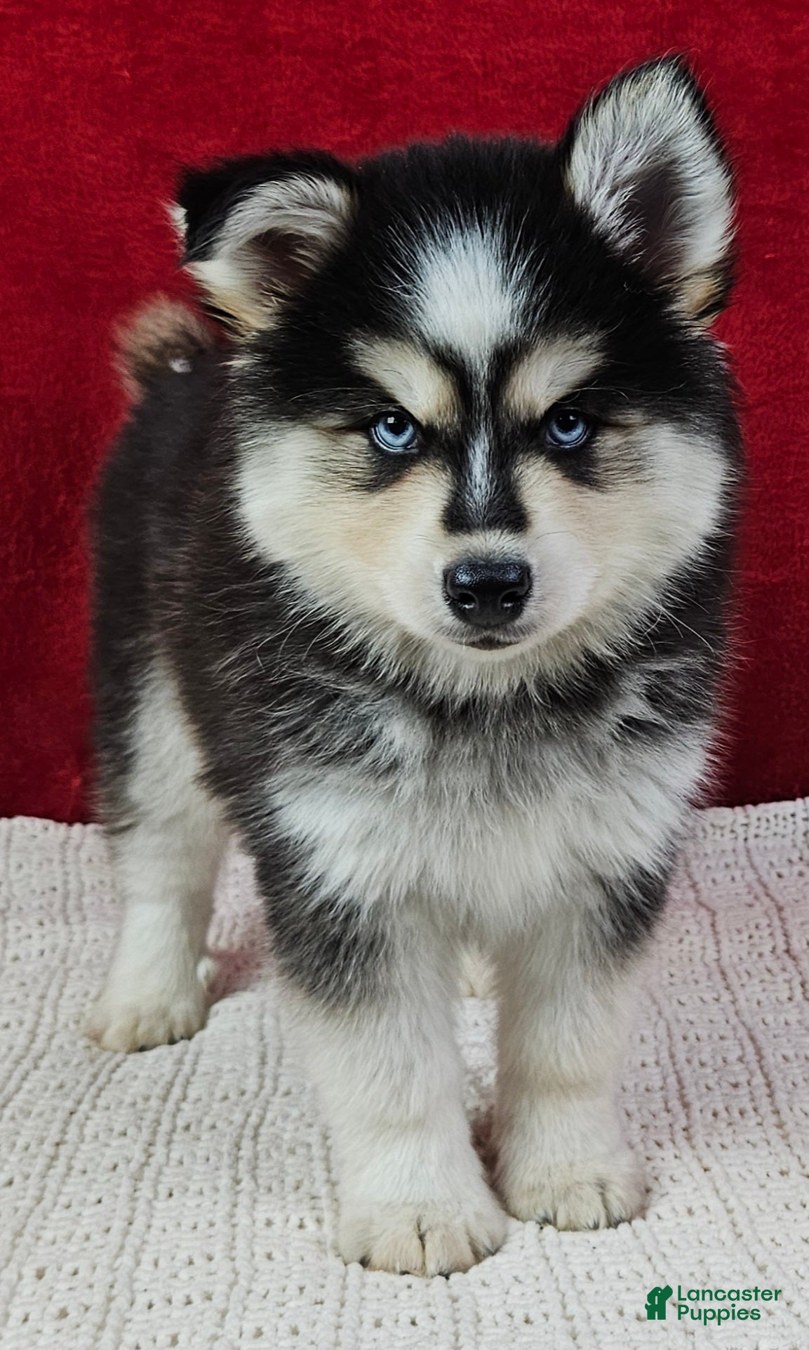 Pomsky dogs Atlas - Ad 17