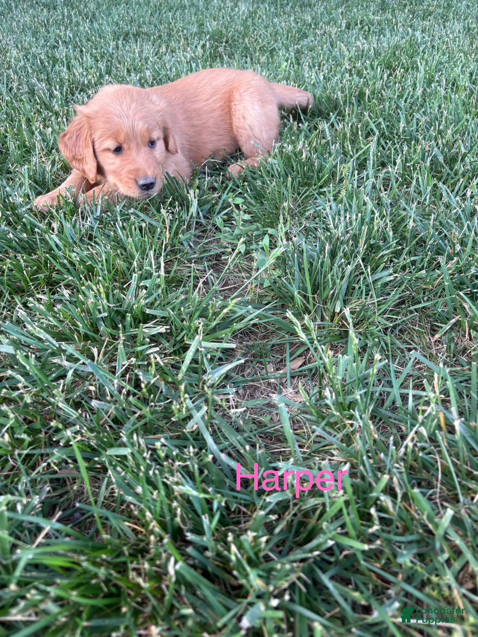 Harper