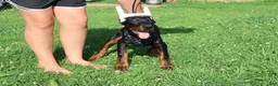 Doberman Pinscher dogs for sale: Doberman Pinscher 1 - Ad 4