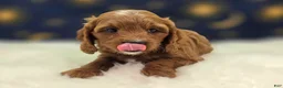 Cavapoo dogs for sale: Iceberg - Ad 10