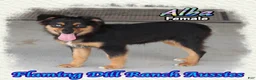 Miniature Australian Shepherd dogs for sale: Alba - Ad 2