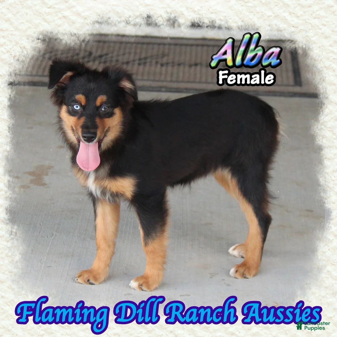Miniature Australian Shepherd dogs for sale: Alba - Ad 2