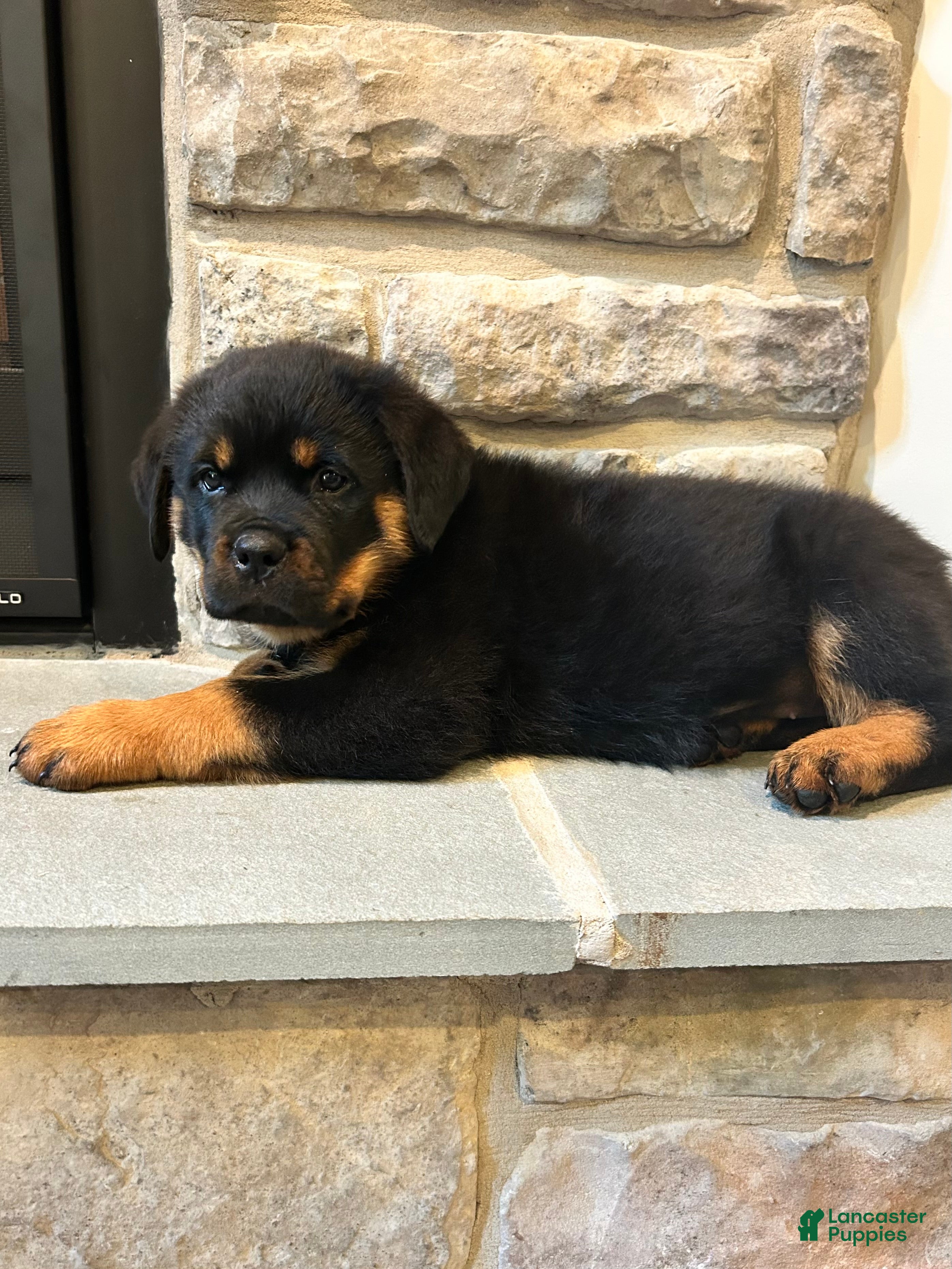 Rottweiler dogs Skittles - Ad 1