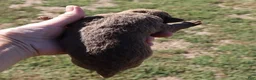 Chesapeake Bay Retriever dogs for sale: Chesapeake Bay Retriever 2 - Ad 1