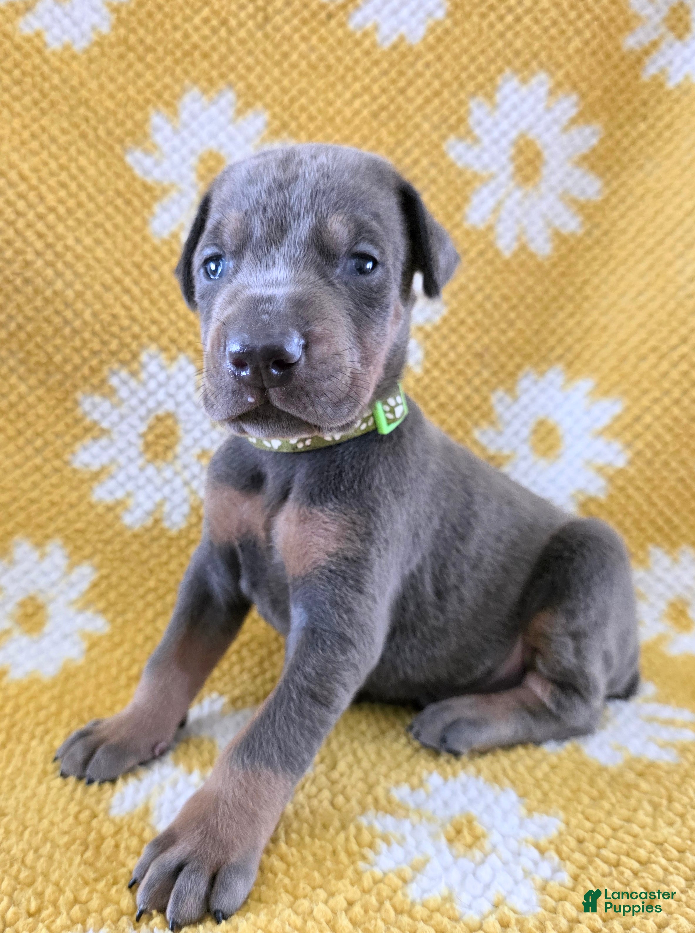 Doberman Pinscher dogs Doberman Pinscher Puppy 2 - Ad 39