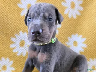 Doberman Pinscher dogs Doberman Pinscher Puppy 2 - Ad 39