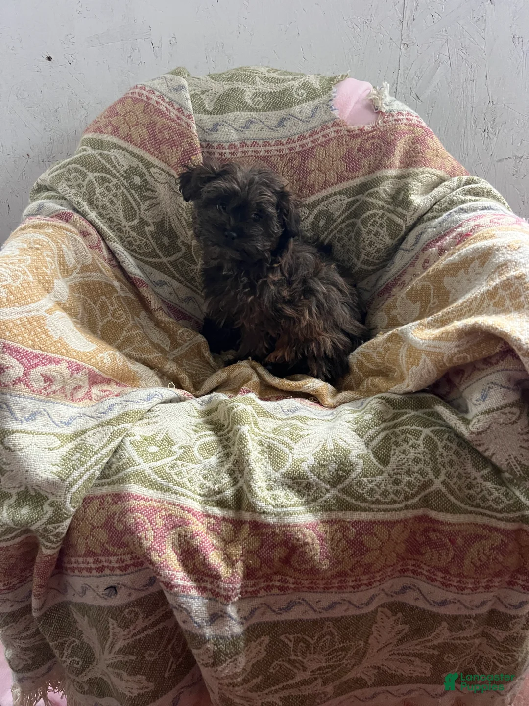Shihpoo dogs for sale: Susie Girl - Ad 1