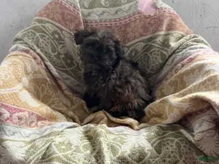 Shihpoo dogs Susie Girl - Ad 25