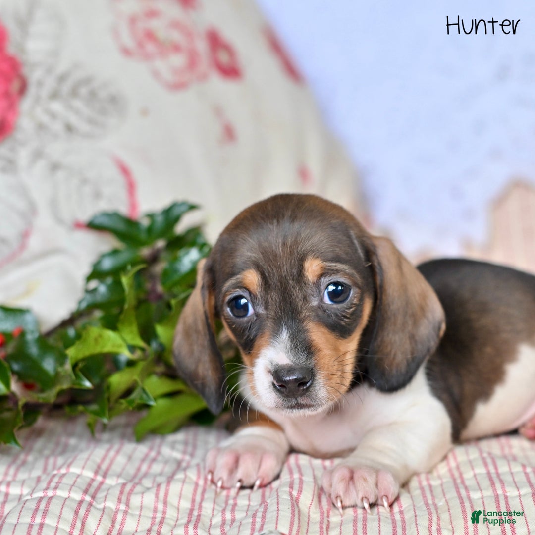 Miniature Dachshund dogs for sale: Hunter - Ad 3