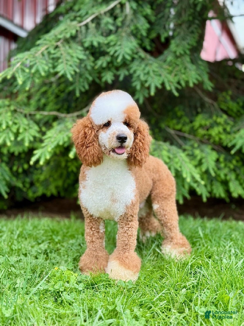 Mini Sheepadoodle dogs Jessabelle - Ad 1