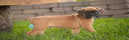 Boxer dogs for sale: Boxer 1 - Ad 4