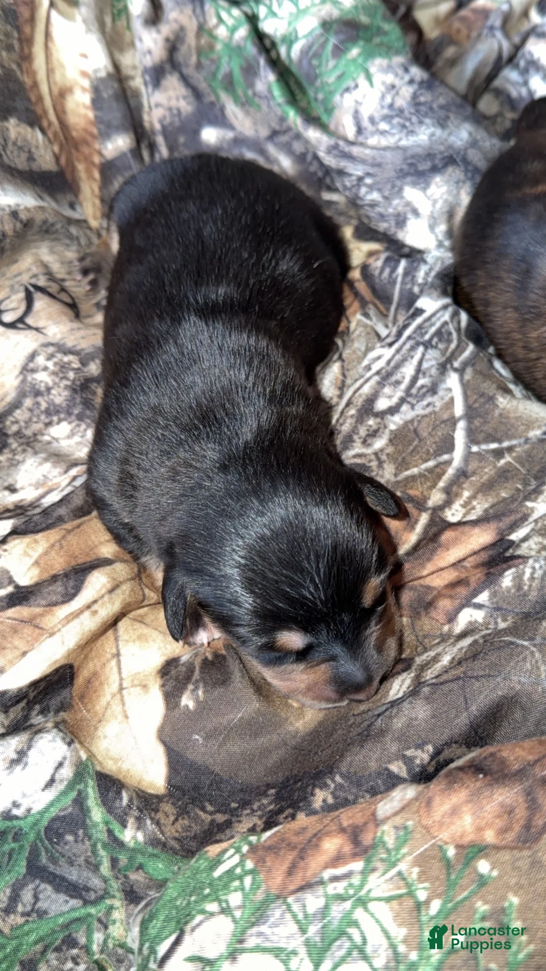 Mixed Breed dogs for sale: Beau  - Ad 1