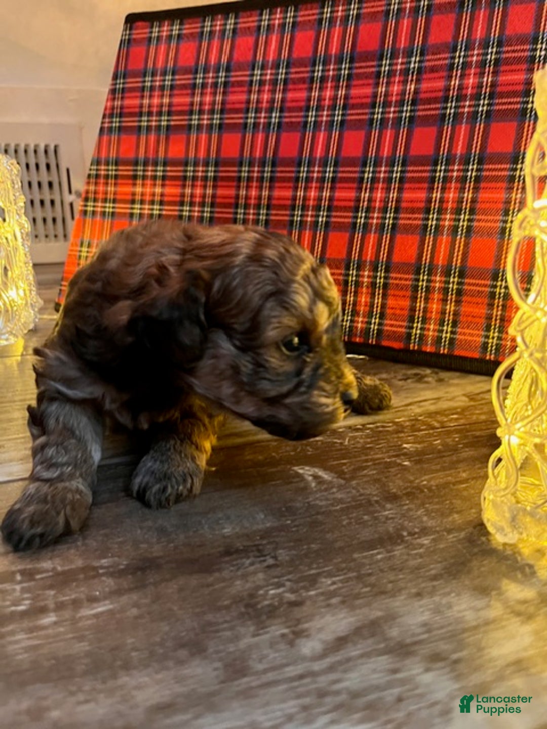 Pomapoo dogs for sale: S'Mores - Ad 4