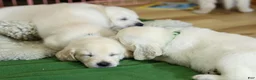 Golden Retriever dogs for sale: Sage - Ad 5