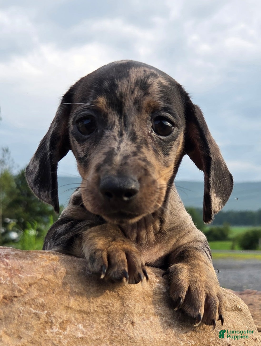 Miniature Dachshund dogs Jazz - Ad 1