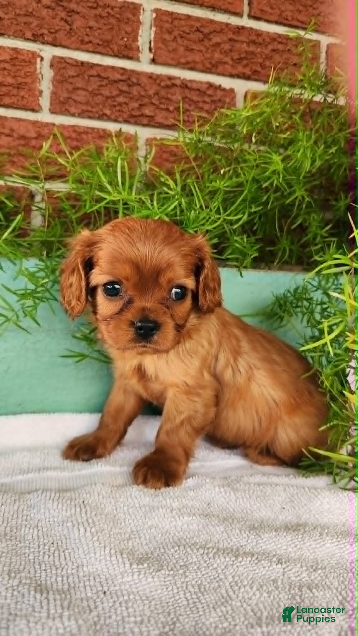 Cavalier King Charles Spaniel dogs Bronco - Ad 1