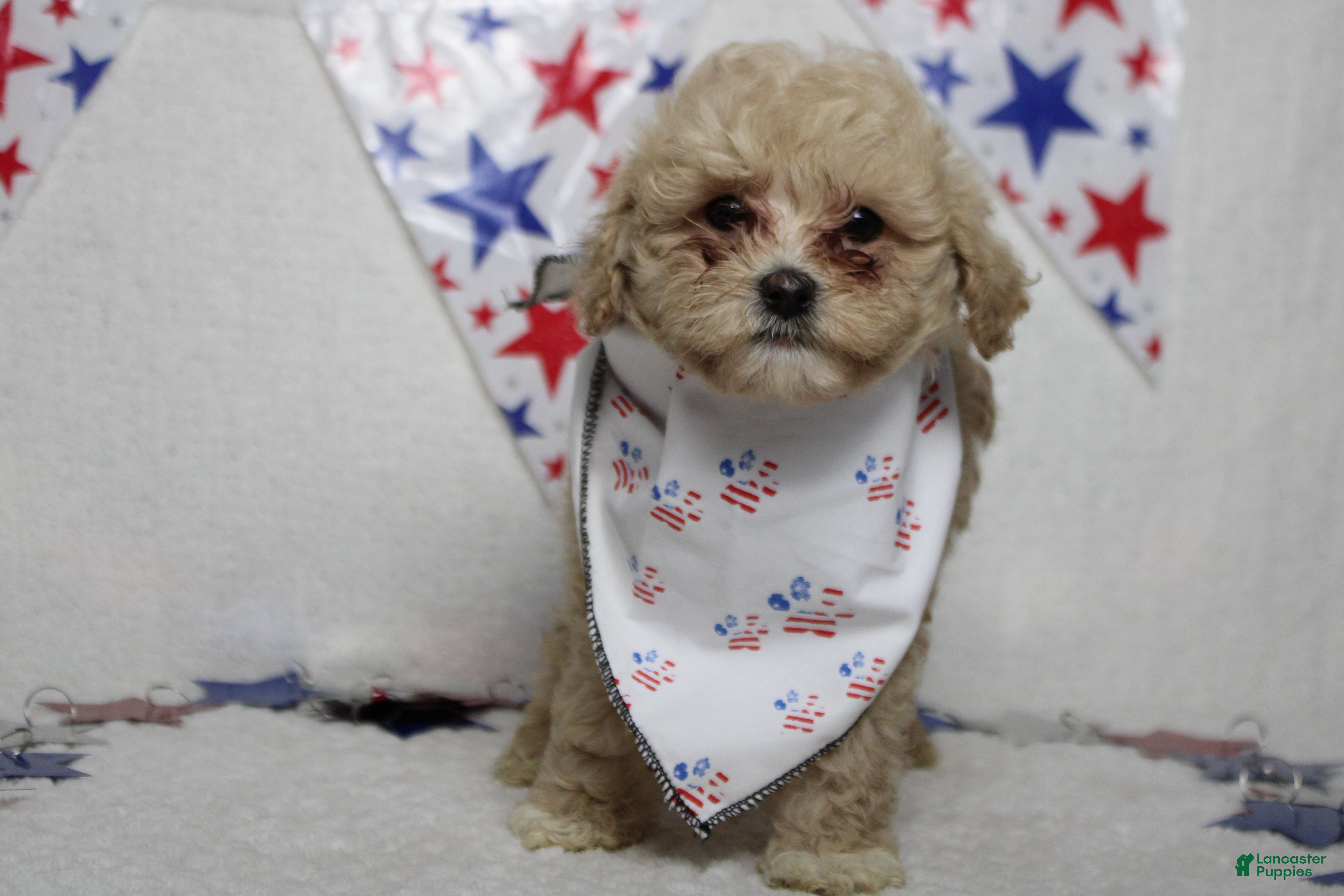 Havapoo dogs charlie  - Ad 10