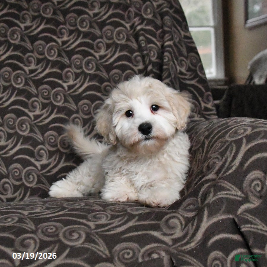Maltipoo dogs Galen - Ad 1