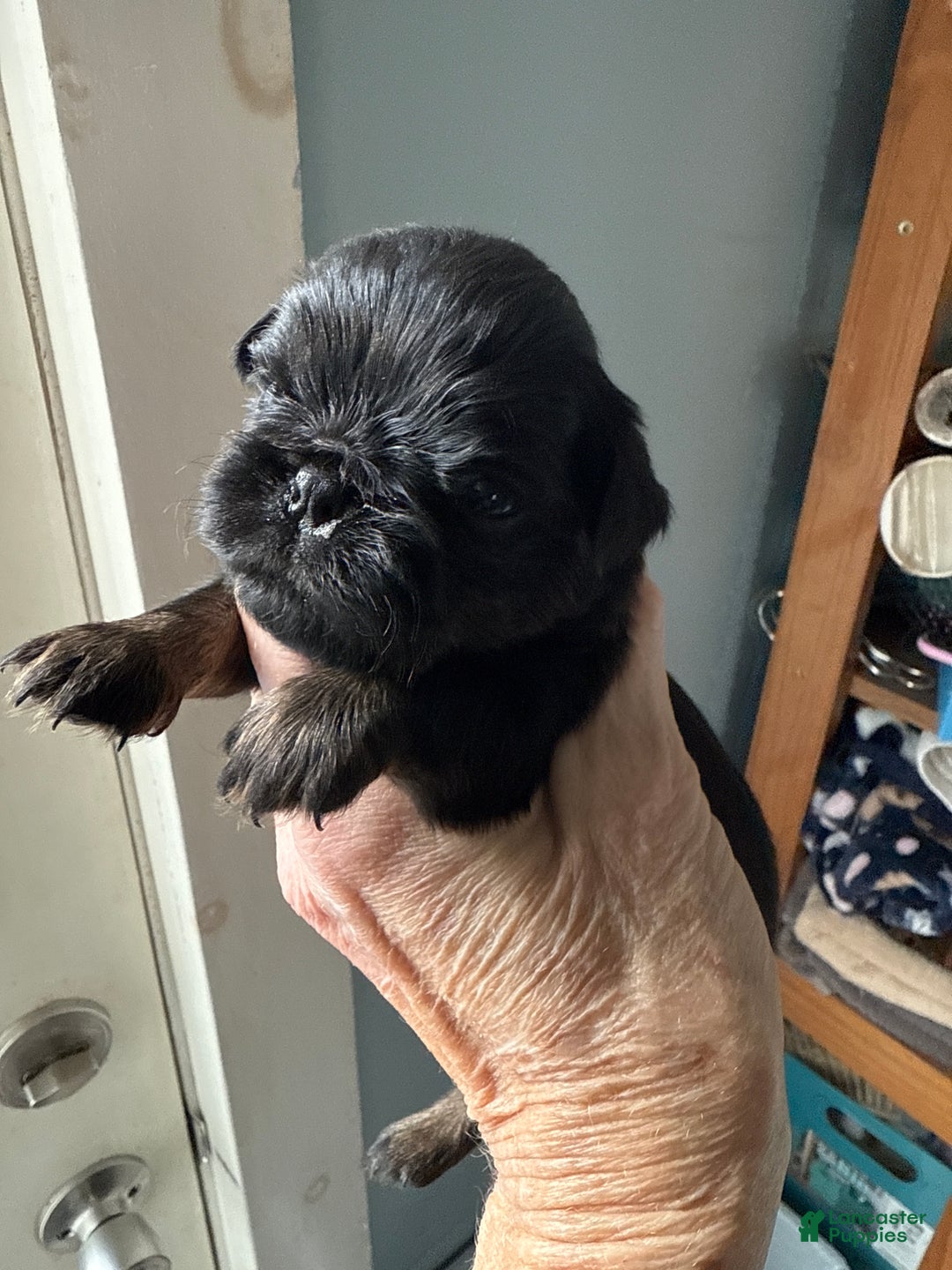 Brussels Griffon dogs for sale: Caroline - Ad 1