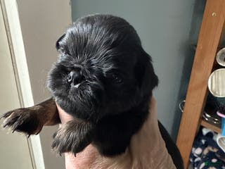 Brussels Griffon dogs Caroline - Ad 2