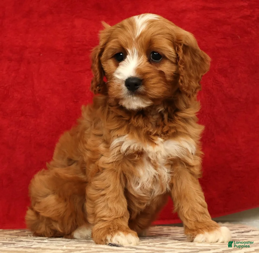 Cavapoo dogs for sale: Bella - Ad 2