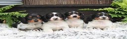Miniature Dachshund dogs for sale: Dozer - Ad 5