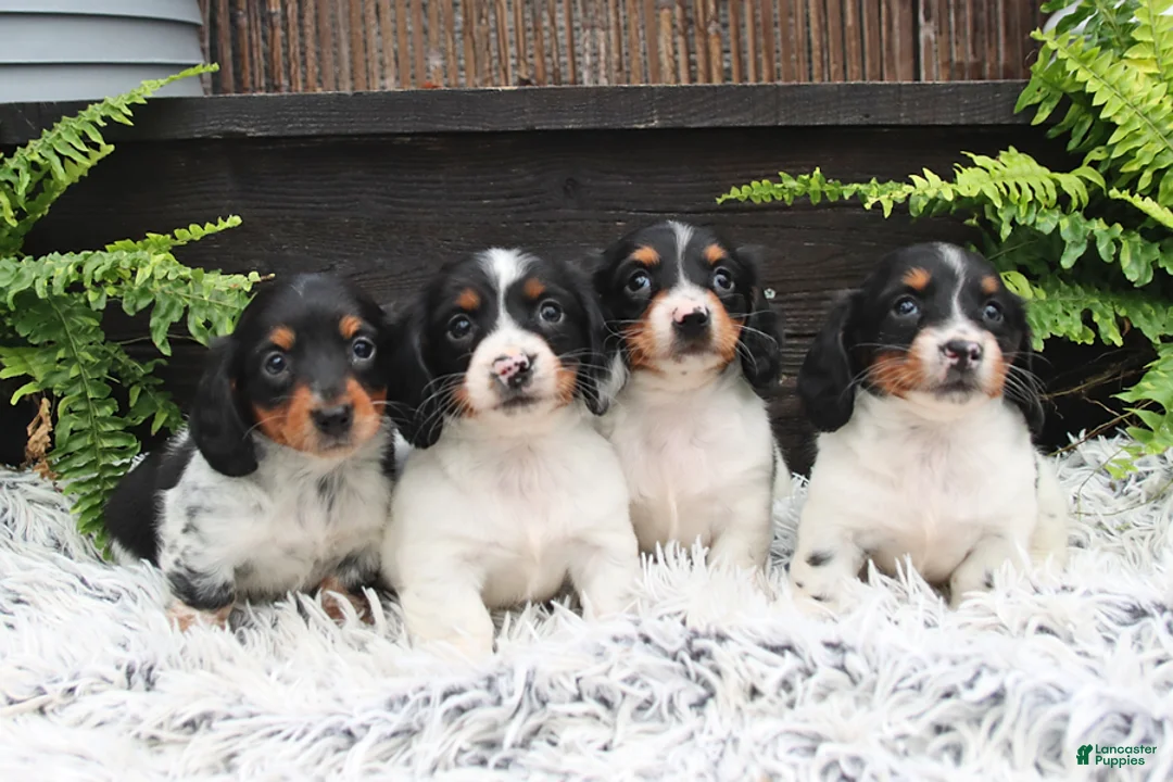 Miniature Dachshund dogs for sale: Dozer - Ad 5