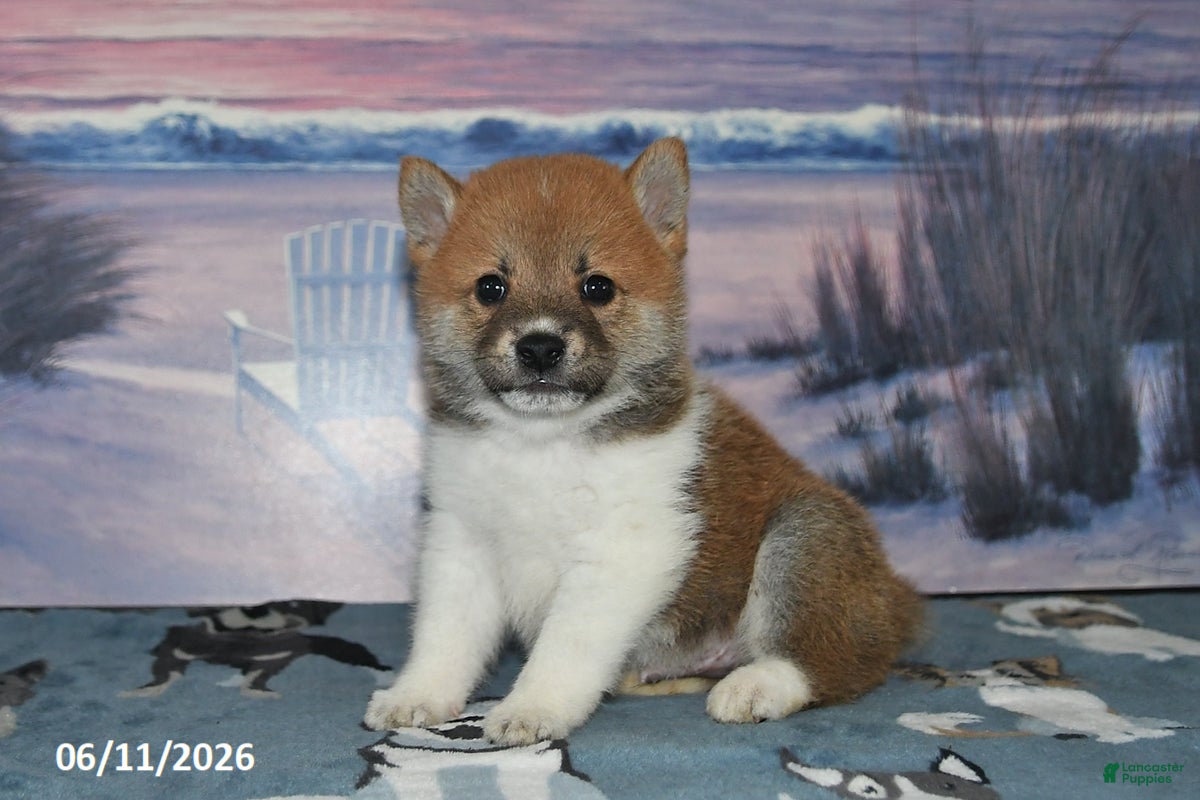 Shiba Inu dogs Jasper - Ad 1